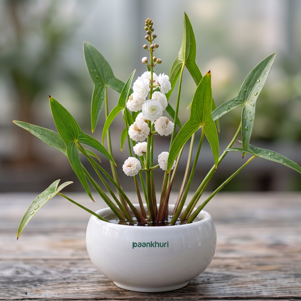 A potted water plant with glossy green leaves and a central cluster of small white flowers, arranged in a round white ceramic pot on a rustic wooden surface with a softly blurred outdoor background.