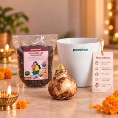 A packaged amaryllis lily bulb with a printed potting mix bag, a white branded pot, and a 'How to Grow' instruction card arranged on a tabletop with candles and marigold flowers in a warm indoor setting.