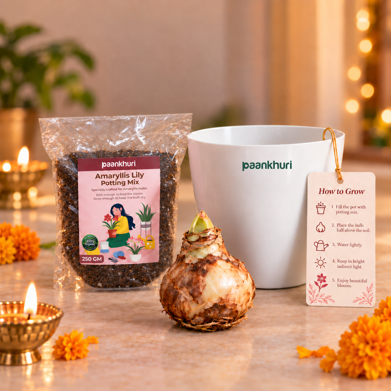 A packaged amaryllis lily bulb with a printed potting mix bag, a white branded pot, and a 'How to Grow' instruction card arranged on a tabletop with candles and marigold flowers in a warm indoor setting.
