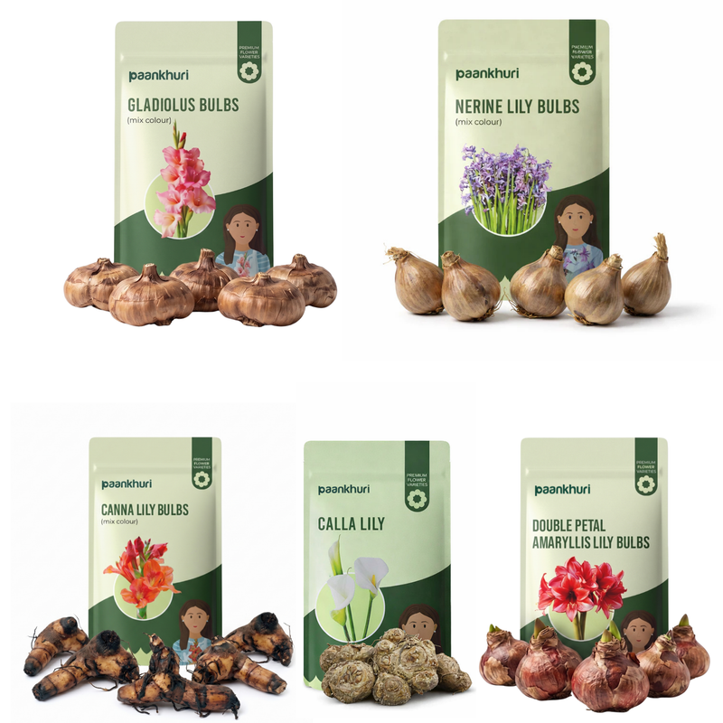 Most Beautiful Summer Flower Bulbs Combo