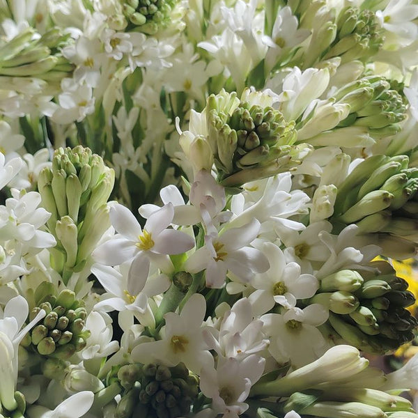 Rajnigandha Hybrid (Tube Rose) - Large Bulbs