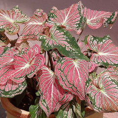 Caladium Pink Symphony Bulbs