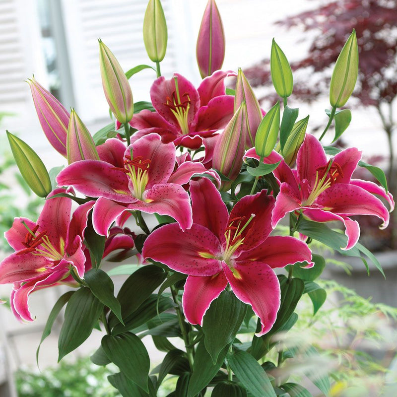 Oriental Lily Bulbs