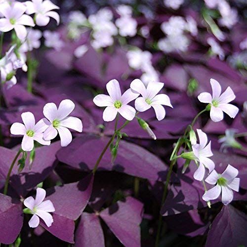 Oxalis Triangularis Bulbs