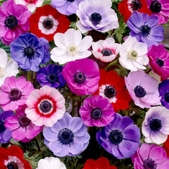 Anemone Bulbs