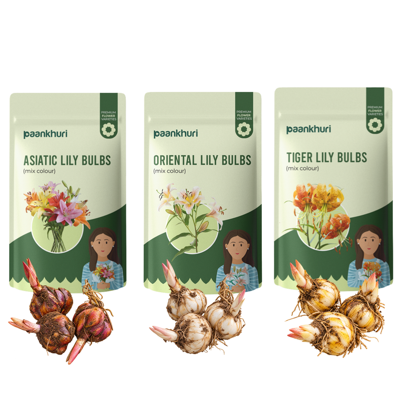 Three stand-up pouches of Paankhuri branded lily bulbs shown side by side on a white background, with loose bulb clusters placed in front of each package. The packages are labeled Asiatic Lily Bulbs, Oriental Lily Bulbs, and Tiger Lily Bulbs, with mixed-color floral illustrations and illustrated women holding flowers on the front.