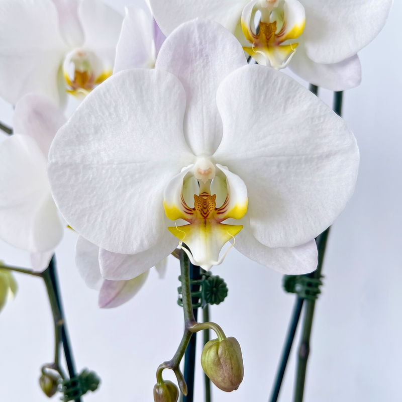 Phalaenopsis Orchid Live Plant