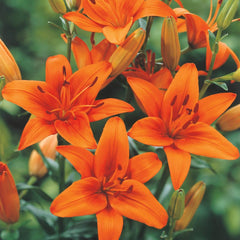Asiatic Lily Bulbs