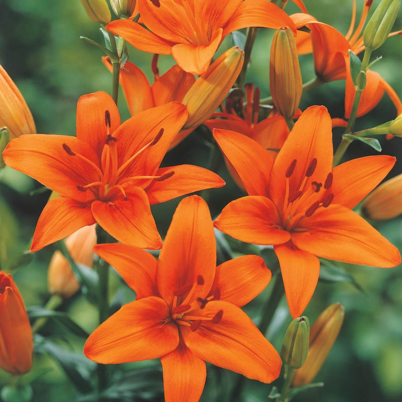 Asiatic Lily Bulbs