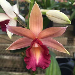 Nun Orchid Bulbs