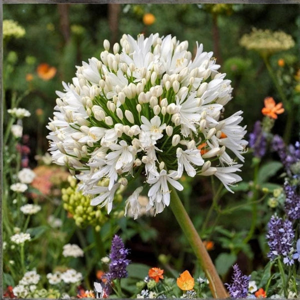 Agapanthus Sprouted Bulb