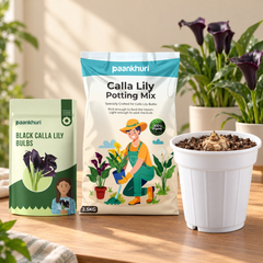 Paankhuri Calla Lily Potting Mix in a large white and teal bag, alongside a package of black calla lily bulbs and a white plastic pot containing soil and a bulb, set on a wooden table with potted plants in the background.