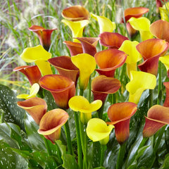 Colorful calla lilies in red, yellow, and orange on a green background