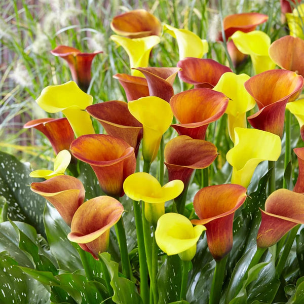 Colorful calla lilies in red, yellow, and orange on a green background