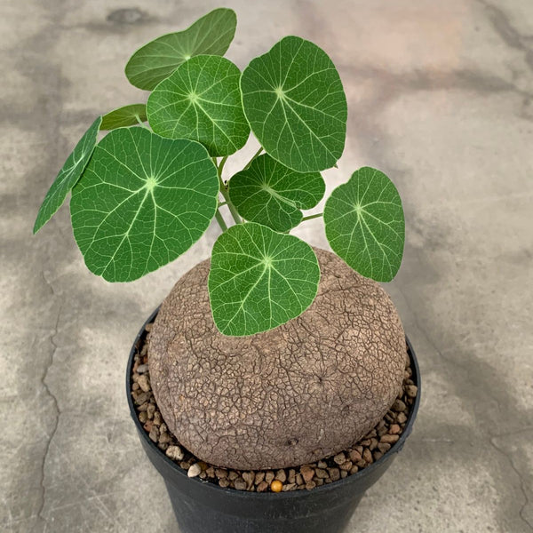 Stephania Erecta Plant Bulbs