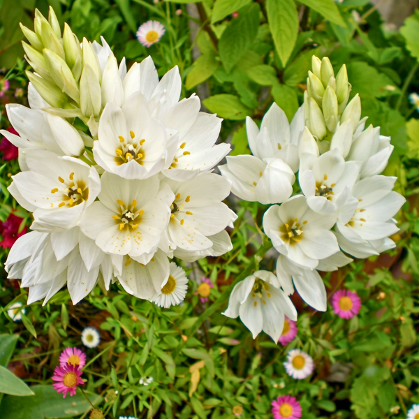 White starburst flowers with yellow centers blooming in a garden setting with green foliage and small pink and white daisies.
