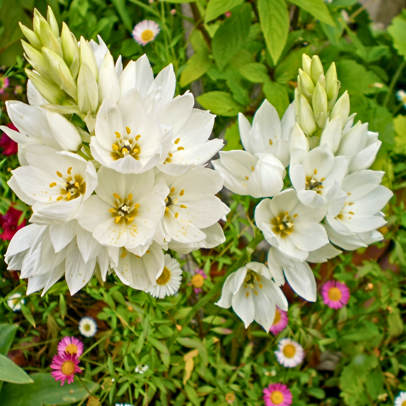 White starburst flowers with yellow centers blooming in a garden setting with green foliage and small pink and white daisies.