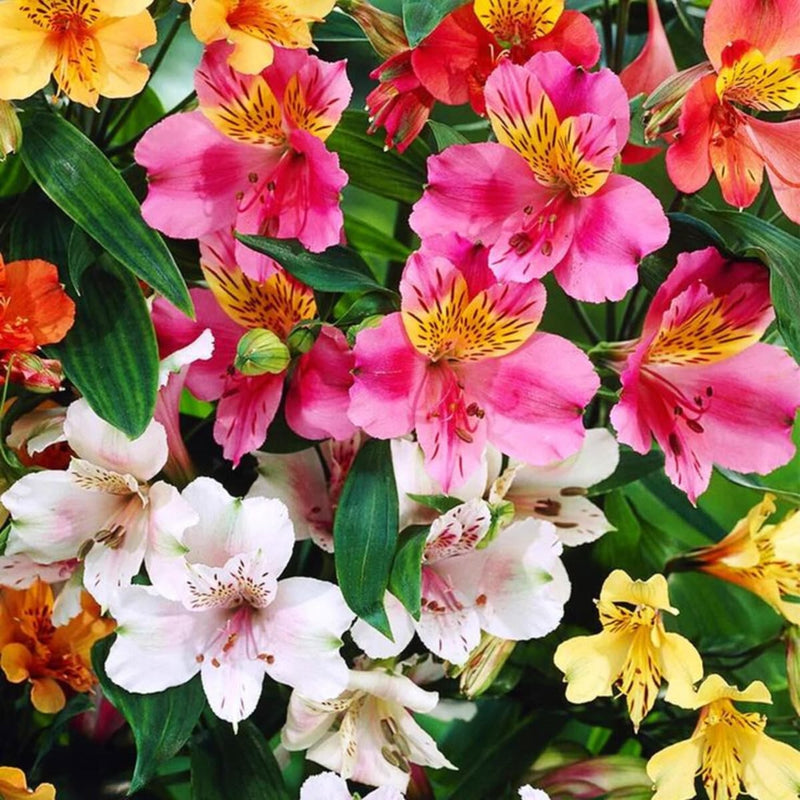 Alstroemeria Flower Bulbs