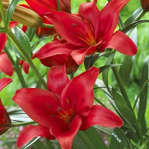Asiatic Lily Bulbs