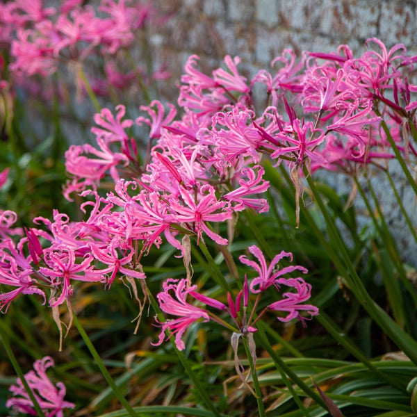 Mixed Nerine Lily Bulbs