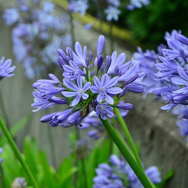 Agapanthus Sprouted Bulb