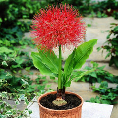 Football Lily Bulbs