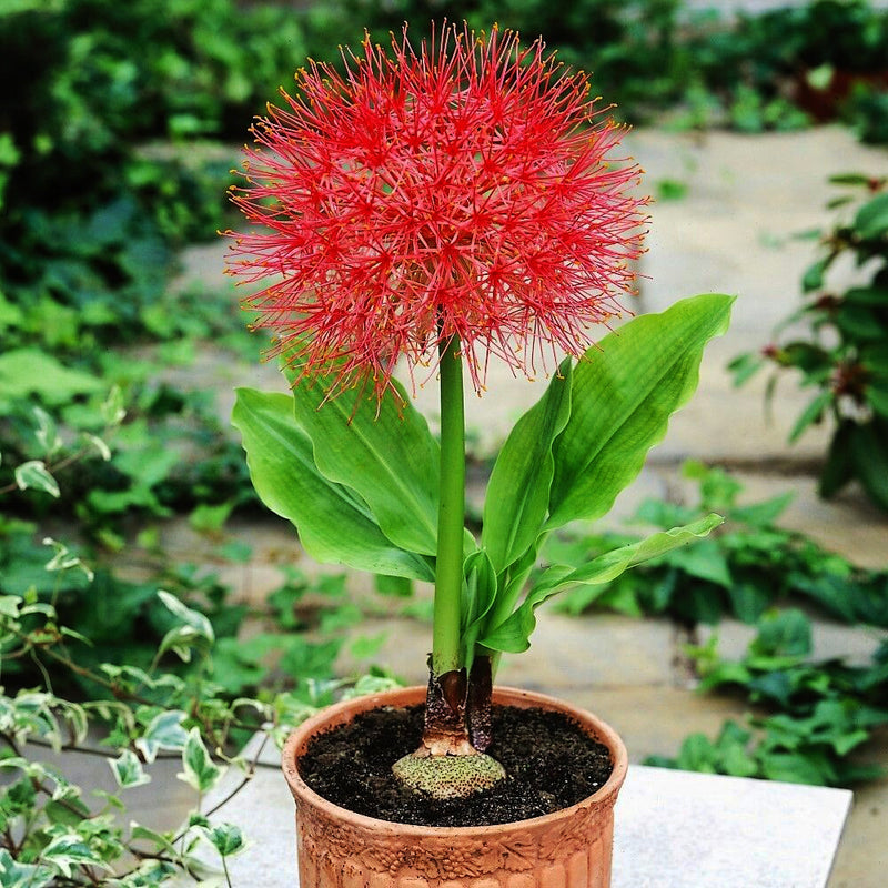 Football Lily Bulbs