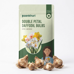 A stand-up pouch of Paankhuri Double Petal Daffodil Bulbs (mix variety) displayed with several real daffodil bulbs in the foreground on a clean white background.