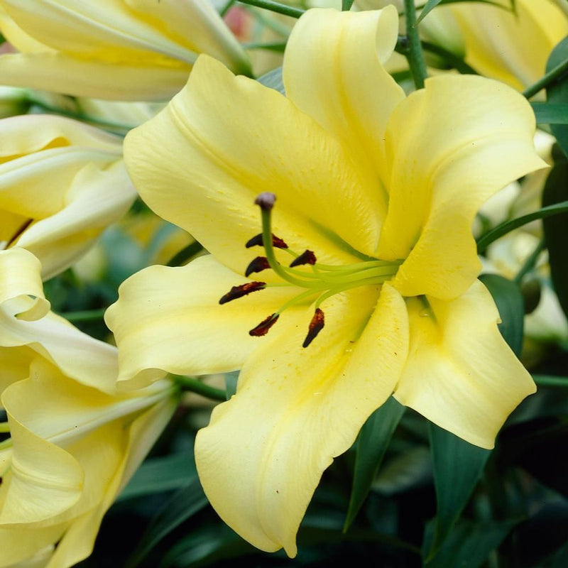 Asiatic Lily Bulbs