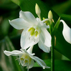 Eucharis Lily Bulbs