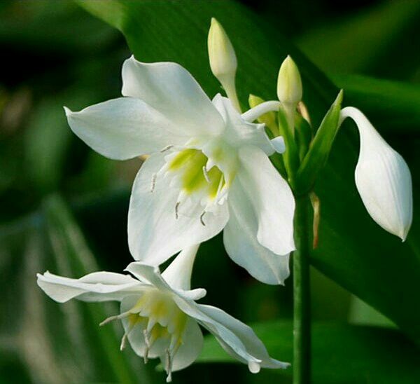 Eucharis Lily Bulbs