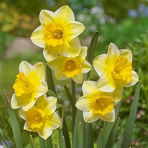 Indian Daffodil Nargis Bulbs