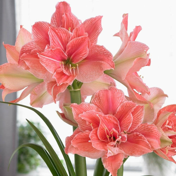 Dutch Amaryllis Lily Bulbs