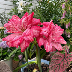 Double-Petal Amaryllis Large Bulbs