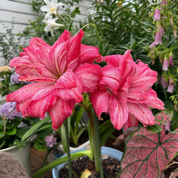 Double-Petal Amaryllis Large Bulbs
