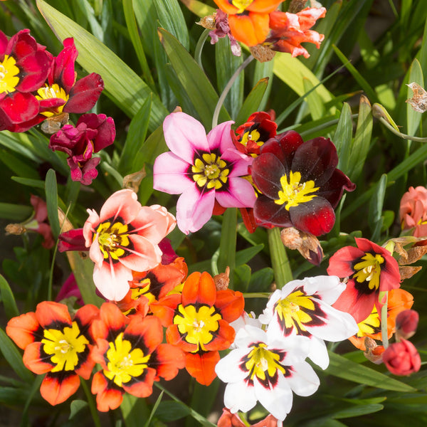 Sparaxis Bulbs