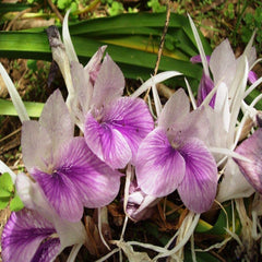 Kaempferia Peacock Ginger Bulbs