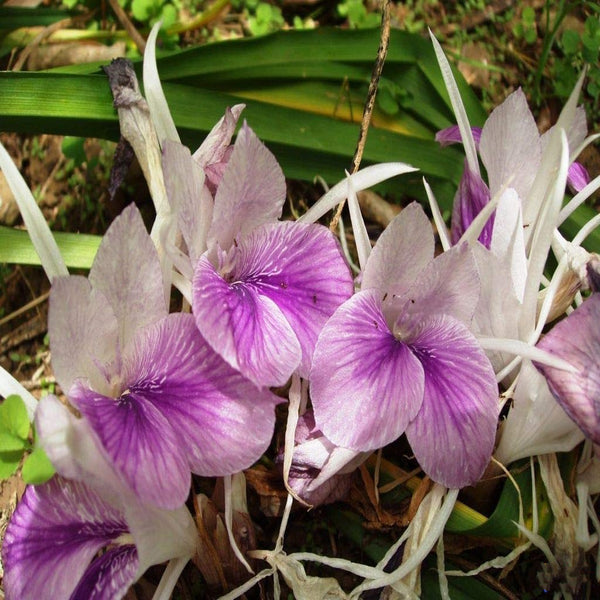 Kaempferia Peacock Ginger Bulbs