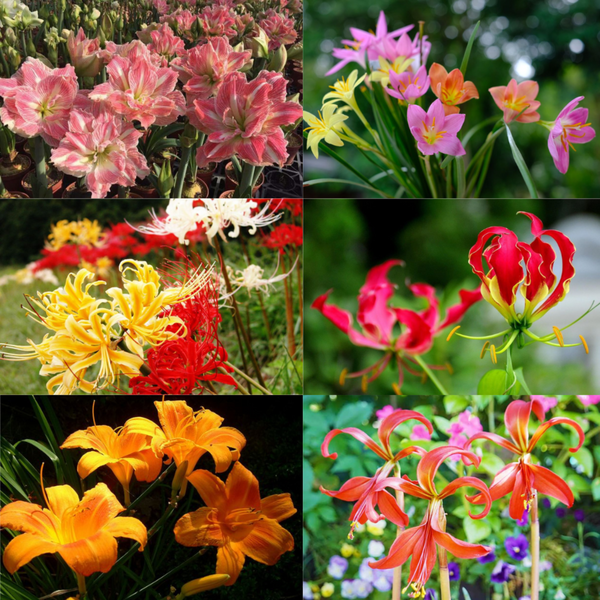 Summer Special Lily Bulbs Combo
