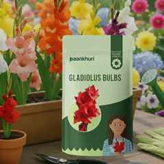 Gladiolus Bulbs (Mix Colour)