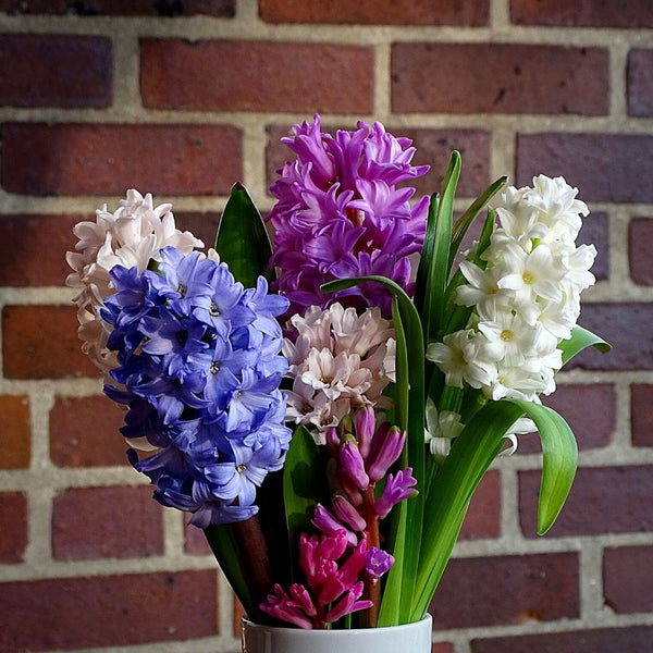 Hyacinth Bulbs (Mix Colour)