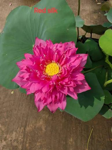 Lotus Tubers