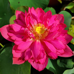 Rare & Exotic Varieties Lotus Tubers