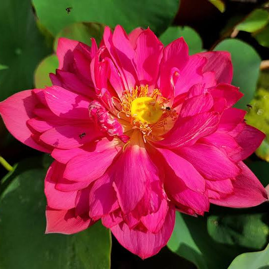 Lotus Tubers