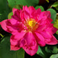 Lotus Tubers