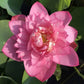 Lotus Tubers