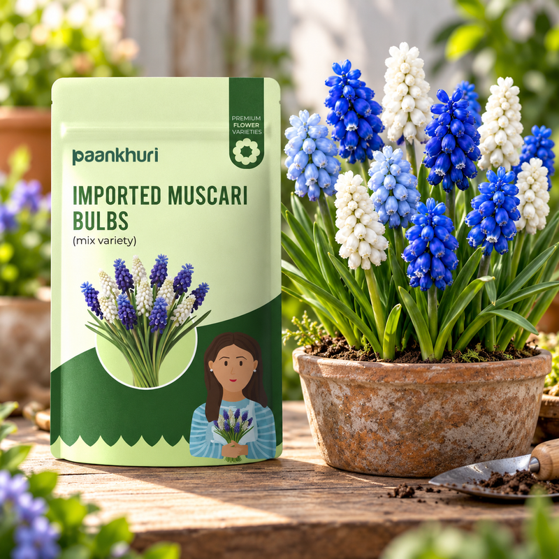 Imported Muscari Bulbs
