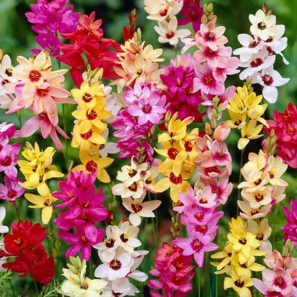 Ixia Flower Bulb - Mix Colour