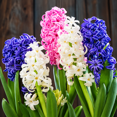 A close-up of several hyacinth flowers in pink, white, and deep blue-purple with green stems and leaves, set against a dark rustic wooden background.