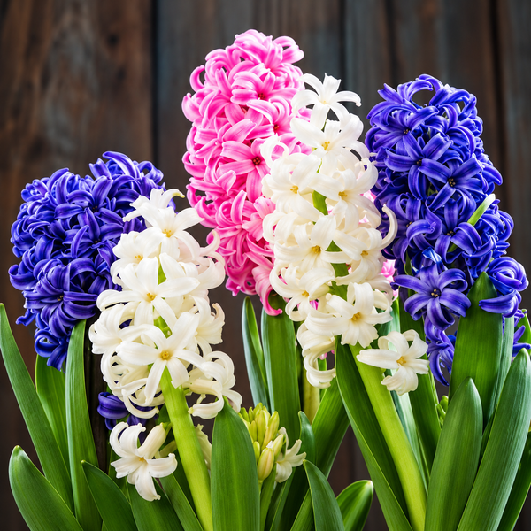 A close-up of several hyacinth flowers in pink, white, and deep blue-purple with green stems and leaves, set against a dark rustic wooden background.